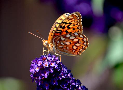 June Butterfly By Prancingdeer722 On Deviantart