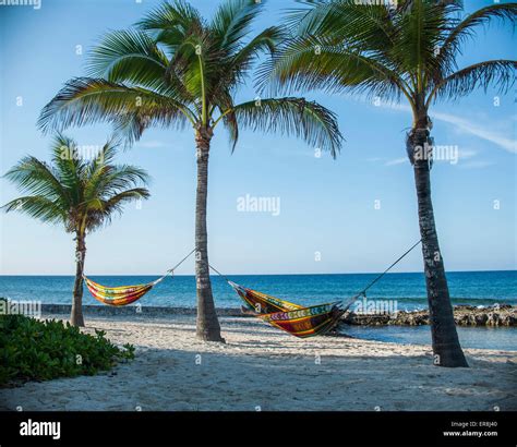 Hammocks Tied To Palm Trees On Beach Against Sky Stock Photo Alamy