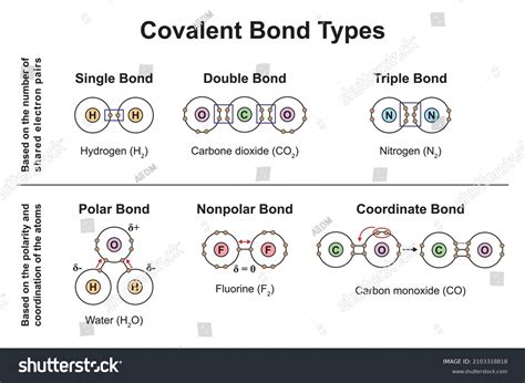Scientific Designing Covalent Bond Types Based Stock Vector Royalty