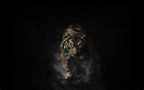 Dark Tiger Wallpapers Top Free Dark Tiger Backgrounds Wallpaperaccess