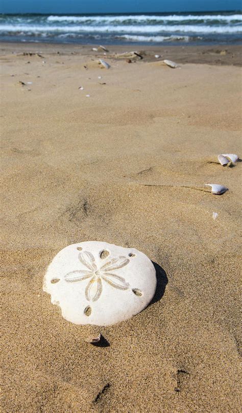 Sand Dollar Beach Magdalena Island Photograph By Janet Muir Fine Art