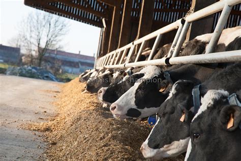 Photographie Troupeau De Vaches Laitieres De Race Holstein A L Auge