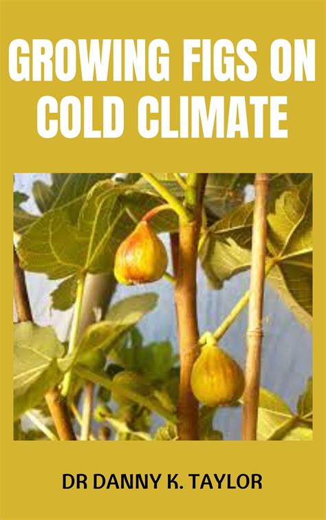 Growing Figs On Cold Climate Beginners Guide To Growing Figs In Colder