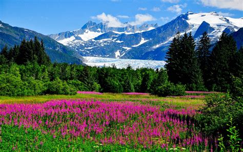 Alaska Lupine Flowers Mountains Meadow Trees Nature Landscape