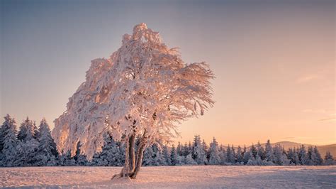 Lonely Frosted Tree In A Field Wallpapers And Images Wallpapers