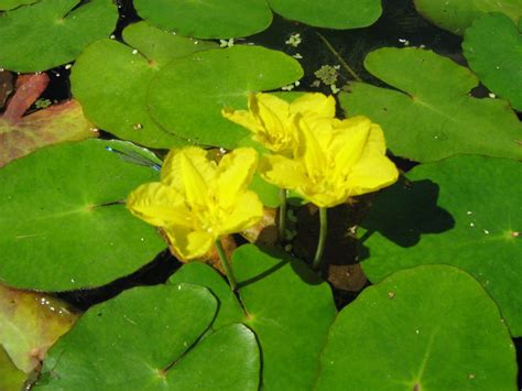 Nymphoides Peltata Bennetts Waterlily Plants