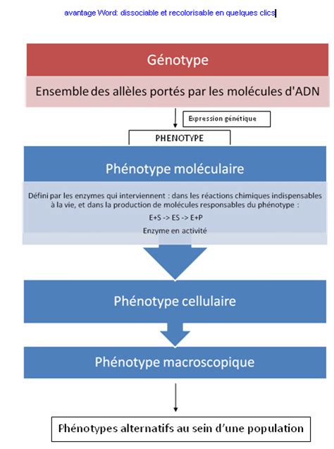Du Génotype Au Phénotype Banque De Schémas Svt Académie De Dijon