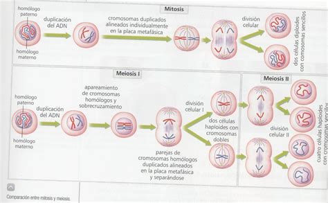 BiologÍa Y GeologÍa En El Colegio AlemÁn De Sevilla Mitosis Y Meiosis