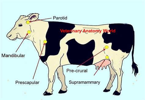 Superficial Lymph Nodes In Cattle Veterinary Anatomy World