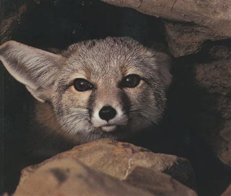 The San Joaquin Kit Fox Is One Of Californias Most Endangered Species