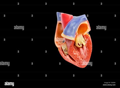 Salud Cardiaca Humana Fotografías E Imágenes De Alta Resolución Alamy