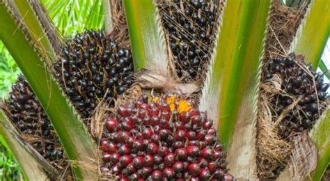 Growers have to use the best growing practices to keep soil and water supplies healthy, and to reduce pollution and carbon emissions. Oil Palm Cultivation (Palm Oil) Guide | Agri Farming