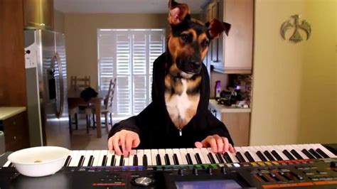Dog Plays Waltz On Piano Youtube