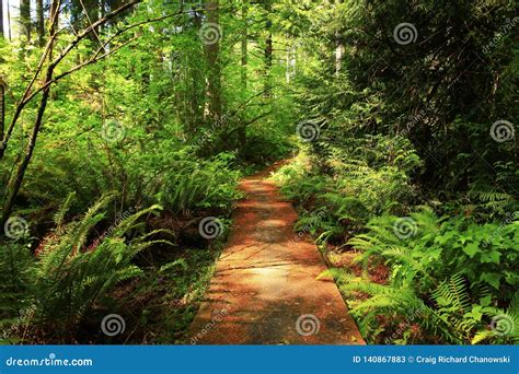 Pacific Northwest Forest Hiking Trail Stock Image Image Of Hiking