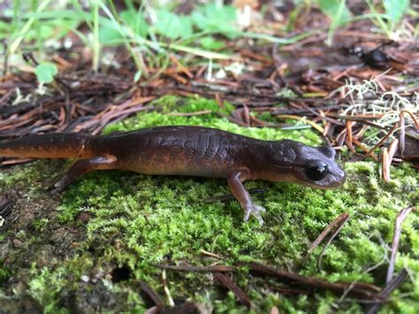 13 Juvenile Oregon Salamander Ensatina Eschscholtzii Oregonensis