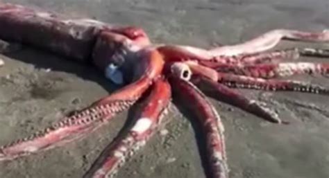 Video Giant Squid Washed Ashore At South African Beach Stuns