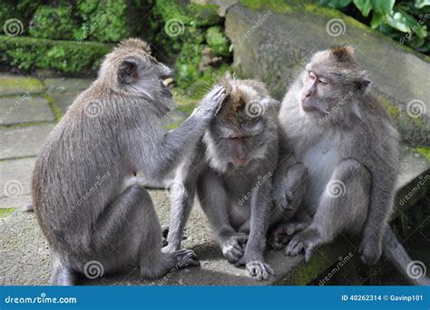 Three Monkeys Monkey Playing Scratching Stock Photo Image Of Outdoors
