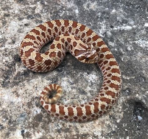 The common saying, red on yellow will kill a fellow, but red on black is a friend of jack refers to the band patterns found on coral and milk snakes. What do you think of a hognose - Colubrids - MorphMarket ...
