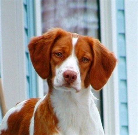 Brittany Dog Breed Facts And Information Hubpages