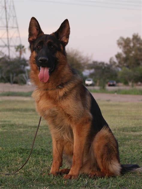 Nero Young Trained Black And Red German Shepherd Male For