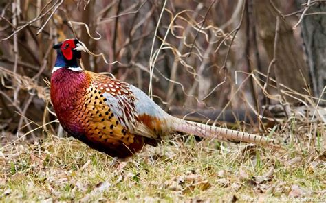 Interesting Facts About Pheasants Just Fun Facts