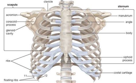 The ribs are a set of twelve paired bones which form the protective 'cage' of the thorax. A tutorial on the anatomy of the human ribs and rib cage ...