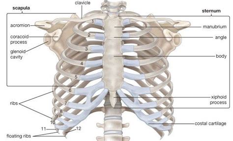 The rib cage is the arrangement of ribs attached to the vertebral column and sternum in the thorax of most vertebrates, that encloses and protects the vital organs such as the heart, lungs and great vessels. A tutorial on the anatomy of the human ribs and rib cage ...