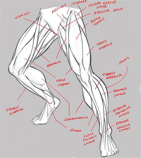 Leg Anatomy Study Terminology By Robertmarzullo On Deviantart Human