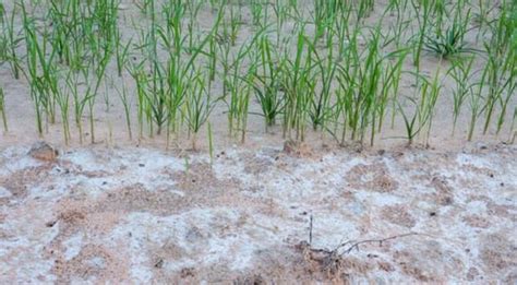 دانشمندان چینی شوره زار را به حاصلخیزترین خاک کشاورزی تبدیل می‌کنند گجت نیوز