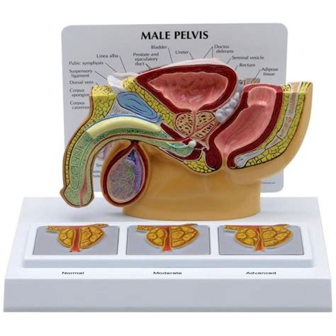 M Nnliches Becken Mit D Prostata Rahmen Anatomische Modelle