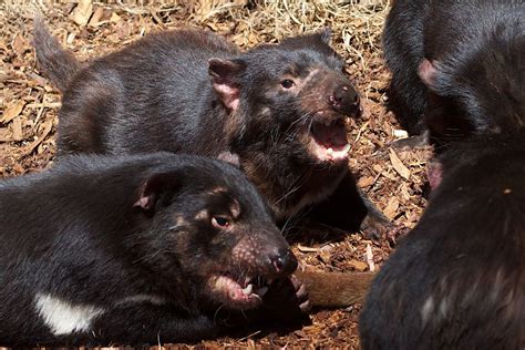 16 Facts About Tasmanian Devil Factinformer