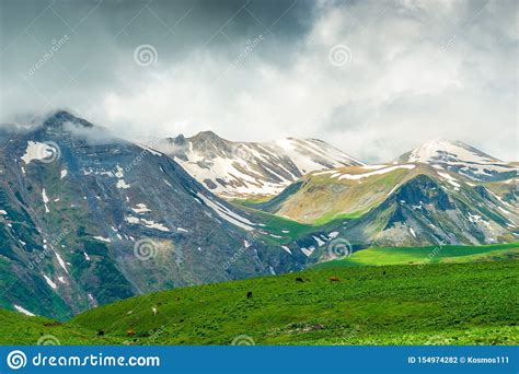 Scenic Mountains Snow Green Meadow And Cows Caucasus Nature Stock