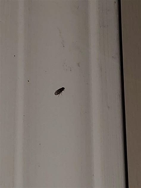 What Are These Tiny Black Flies They Are Small And All Over My