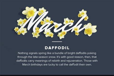 March Flower Daffodil Birth Month Flowers March Birth Flowers Month