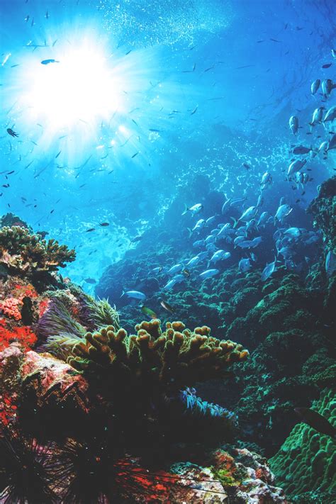 19 Underwater Ocean Iphone Wallpaper Bizt Wallpaper