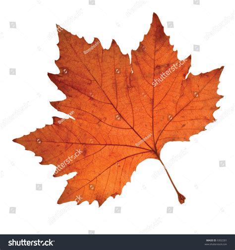Close Up Of Maple Autumn Leaf On White Stock Photo 9302281