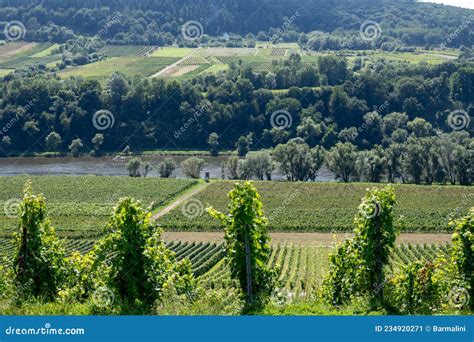 Hilly Vineyards With White Riesling Grapes In Mosel River Valley