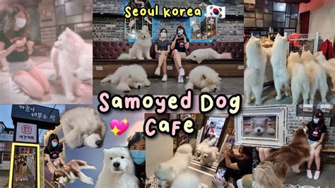 Samoyed Dog Café In Seoul Korea Cute Events Detailed Vlog 🐶🐾