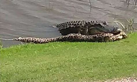 Alligator Fights Python In Epic Battle On Florida Golf Course