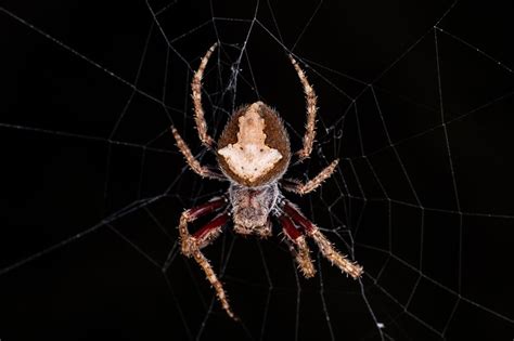 Garden Orb Weaver Spider Facts Identification And Pictures