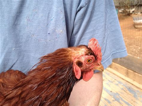 Bald Spots On Head Backyard Chickens Learn How To Raise Chickens