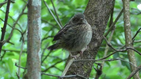 Dunnock Fledgling Jeune Accenteur Mouchet Youtube