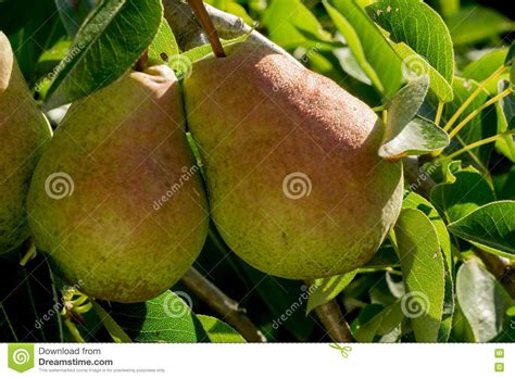 Small Pears On Branch Stock Image Image Of Summer Garden 77433103