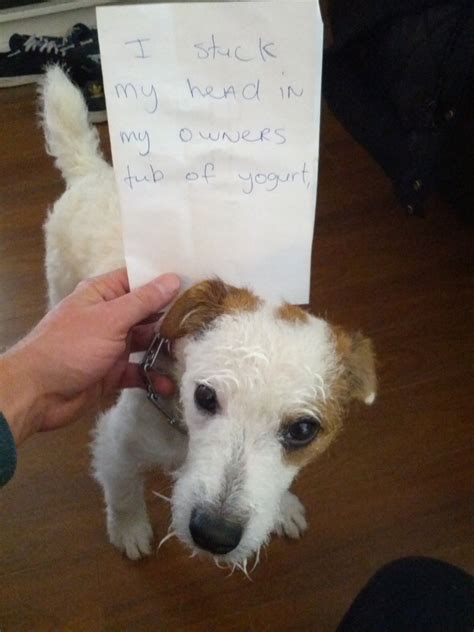 Dogshaming Photo