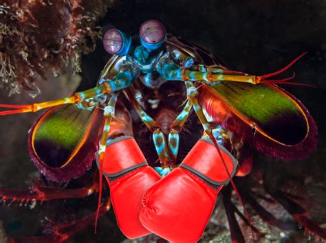 The Peacock Mantis Shrimp Can Throw A Punch At 50 Mph Accelerating