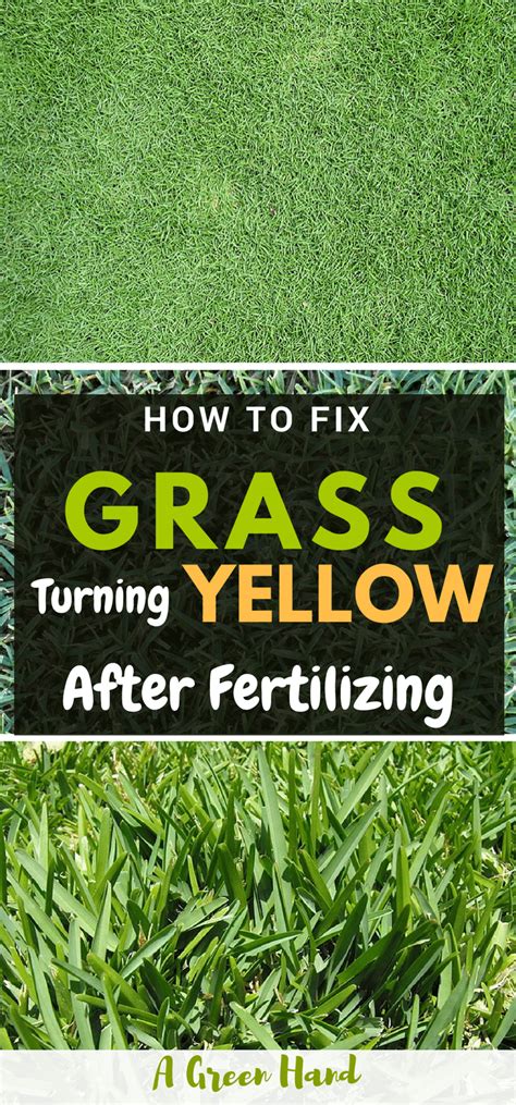 How To Fix Grass Turning Yellow After Fertilizing Lawncare