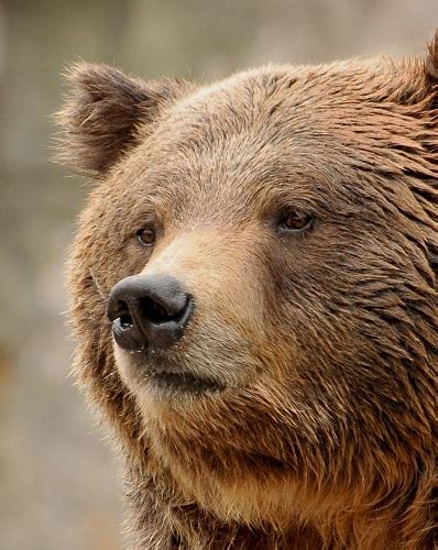 North Carolina Zoos Beloved Grizzly Bear Yepani Passes Away