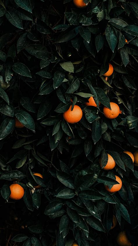 Tangerines Bush Fruits Citrus Plant Oranges Hd Phone Wallpaper