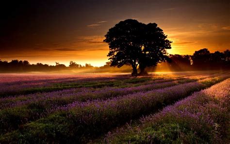 Lavender Sunset Pics