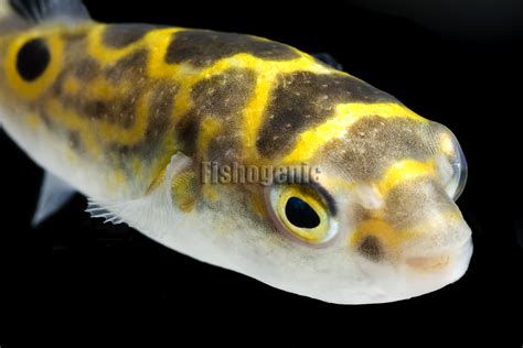 Figure 8 Puffer Fish Tetraodon Biocellatus Gallery
